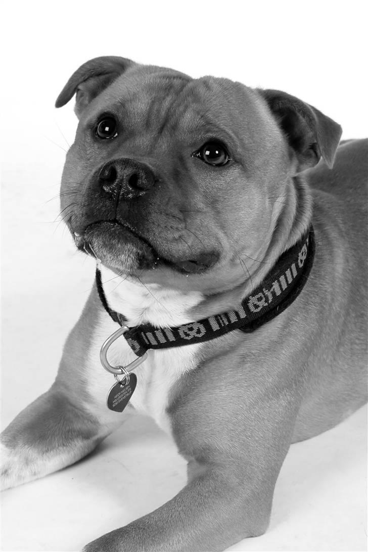 Staffordshire bull terrier Giwidos Dressed To Impress Aka Albert 2009 - 2022 - 23 mdr billede 8