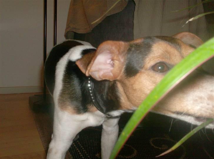 Dansk svensk gaardhund Loui  *himmelhund* :'/ - Mmh, jeg elsker planter :D - Men jeg må ikke for min mor :( billede 7