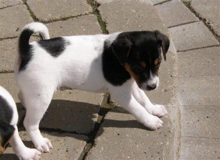 Dansk svensk gaardhund Loui  *himmelhund* :'/ - Her var jeg kun 6 uger gammel :) billede 8