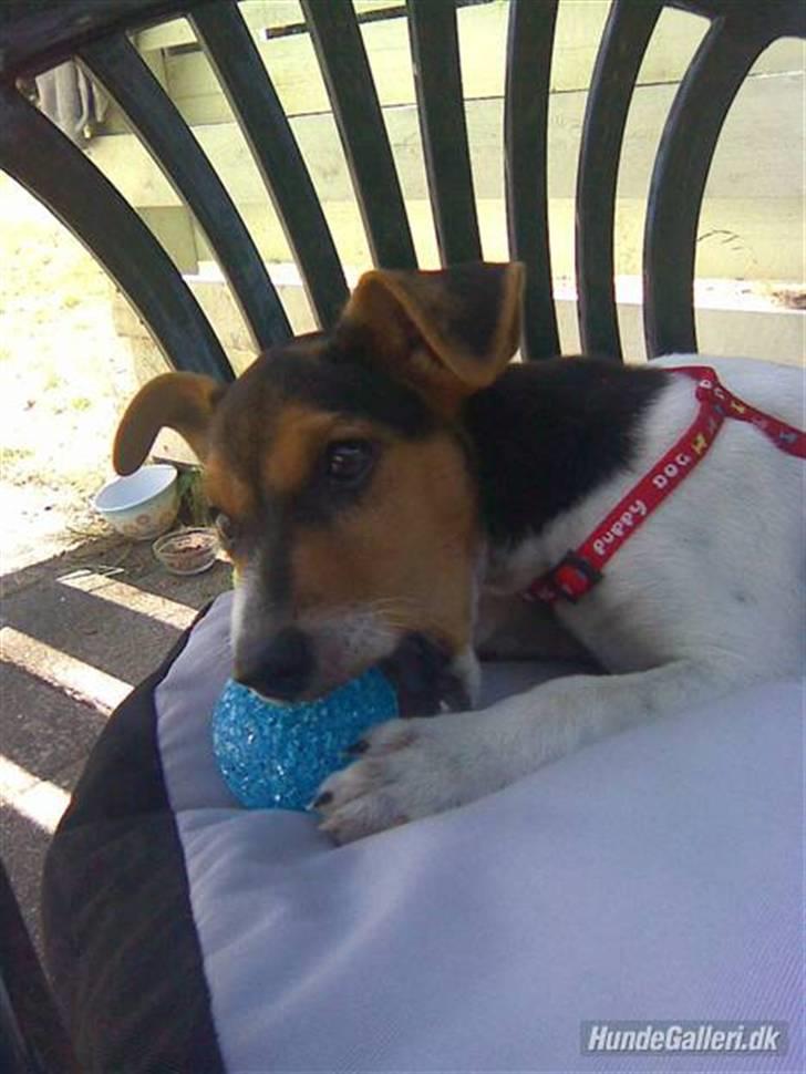 Dansk svensk gaardhund Loui  *himmelhund* :'/ - Her var jeg kun 11 uger gammel, på min aller første ferie med mine nye forældre :) billede 9