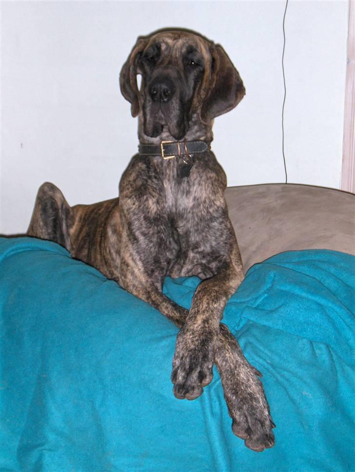 Grand danois Samuraiwood´s Annabelle  billede 13