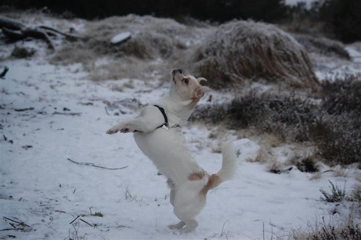 Blanding af racer Malthe billede 14