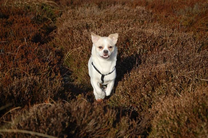 Blanding af racer Malthe billede 15