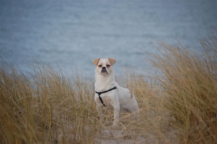 Blanding af racer Malthe billede 16