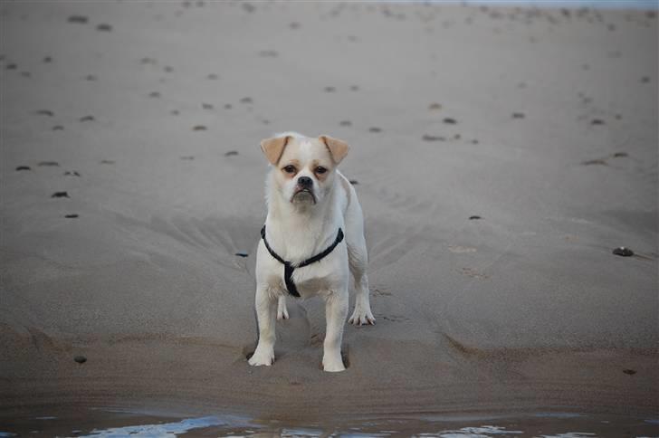 Blanding af racer Malthe billede 17