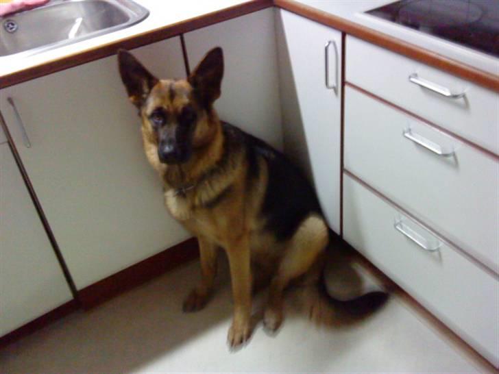 Schæferhund Ronja Røverdatter (SOLGT) - ronja billede 2