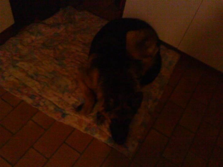 Schæferhund Ronja Røverdatter (SOLGT) billede 3