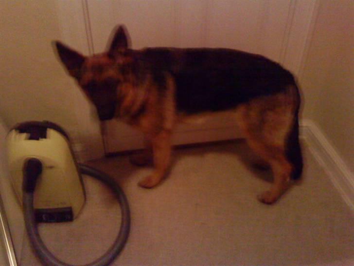 Schæferhund Ronja Røverdatter (SOLGT) billede 4