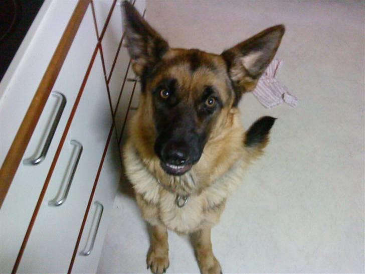 Schæferhund Ronja Røverdatter (SOLGT) billede 5