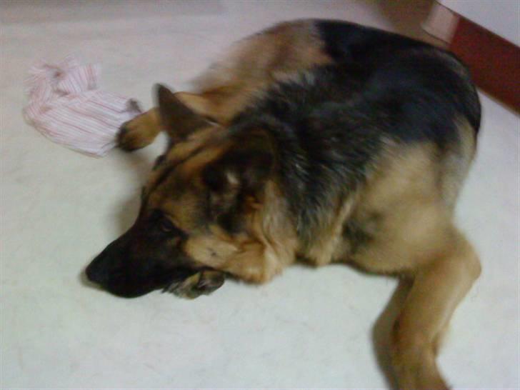 Schæferhund Ronja Røverdatter (SOLGT) billede 6