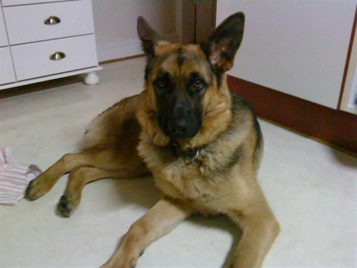 Schæferhund Ronja Røverdatter (SOLGT) billede 7