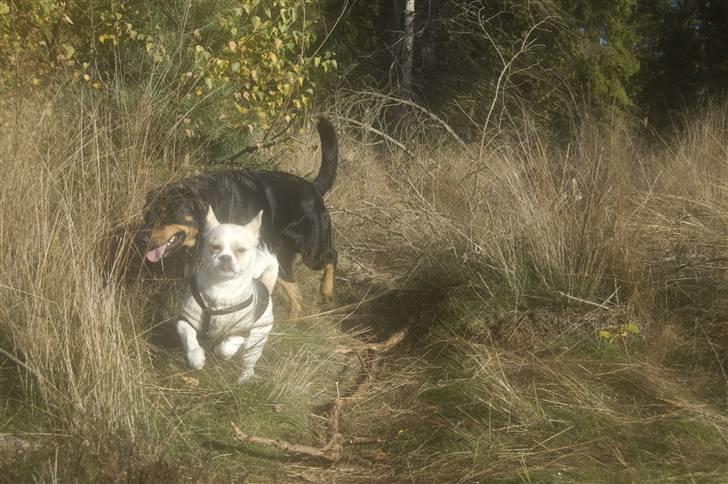 Blanding af racer Malthe billede 18