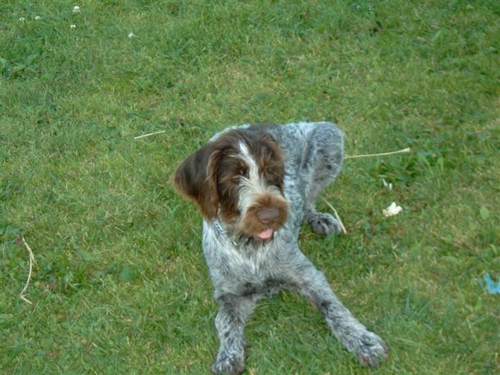 Ruhåret hønsehund Sanni - søde Sanni<3 billede 1