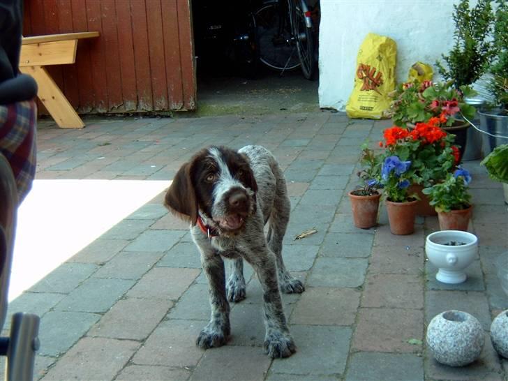 Ruhåret hønsehund Sanni - der kommer fler billder i morgen. Sanni billede 2