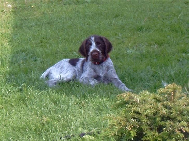 Ruhåret hønsehund Sanni - Sanni<3 billede 3