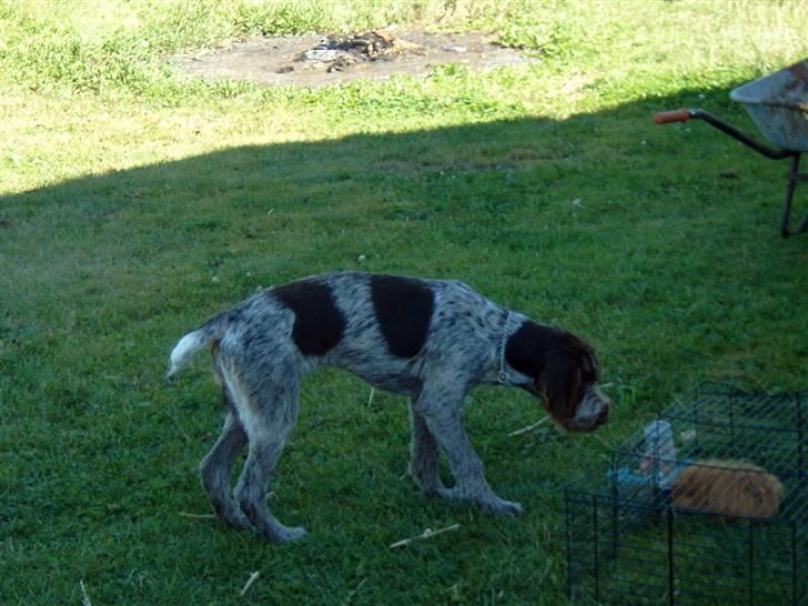 Ruhåret hønsehund Sanni - sanni som hvalp billede 4