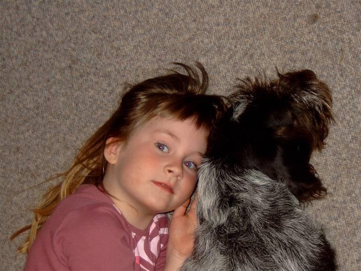 Ruhåret hønsehund Sanni - mig som lille og sanni som hvalp billede 5