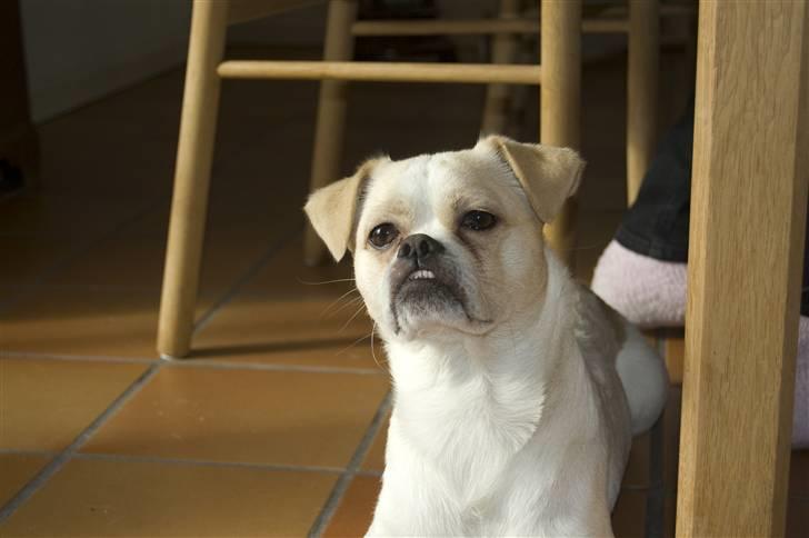 Blanding af racer Malthe billede 19