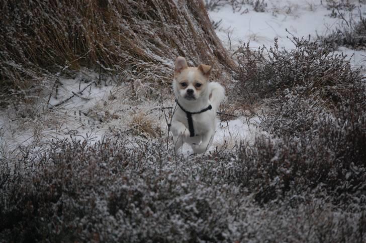 Blanding af racer Malthe billede 20