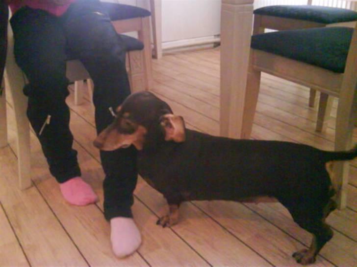 Gravhund Løvehjerte Peggy sue - Peggy <3 billede 9