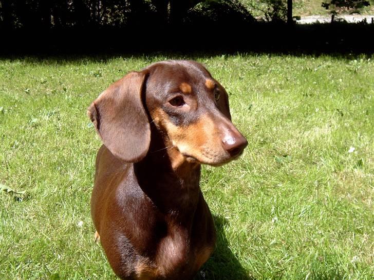 Gravhund Løvehjerte Peggy sue - Elsker det billed<3 billede 10