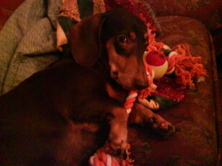 Gravhund Løvehjerte Peggy sue - hehe sjovt<3 billede 11