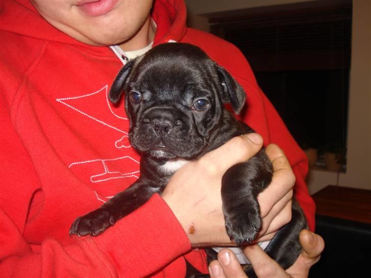 Fransk bulldog Neela billede 2