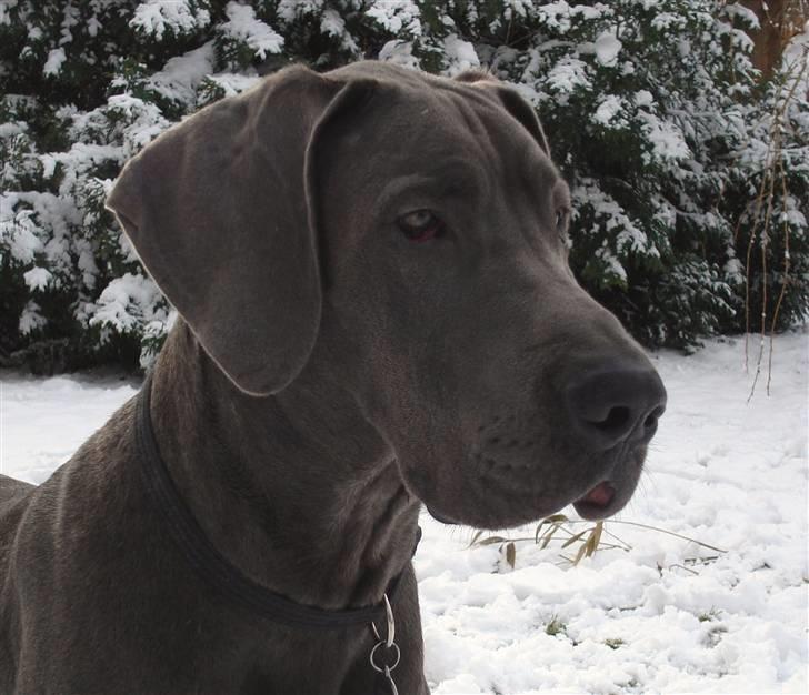 Grand danois Kenzo - Kenzo ca. 8 mdr. billede 4