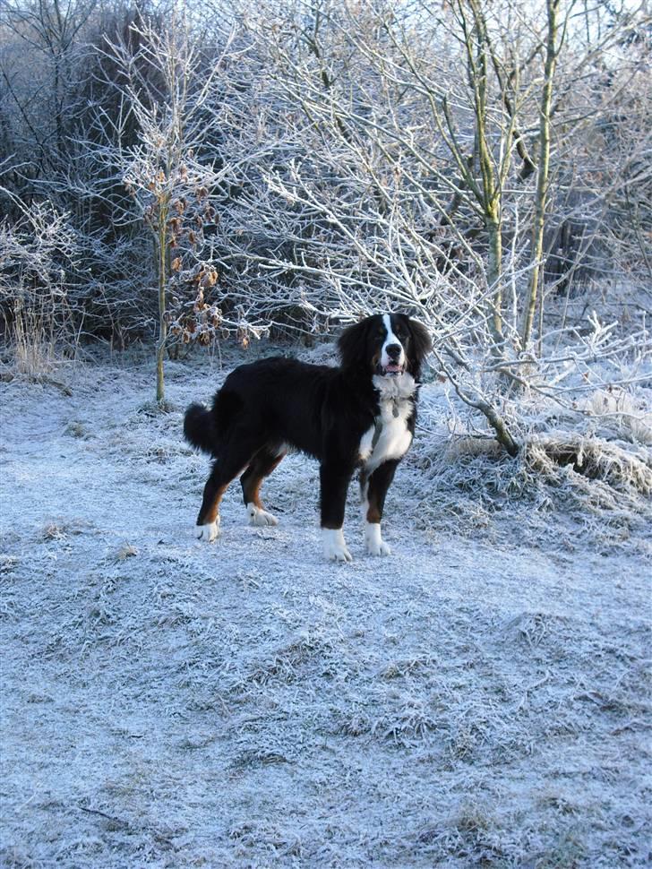 Berner sennenhund Viggo billede 2