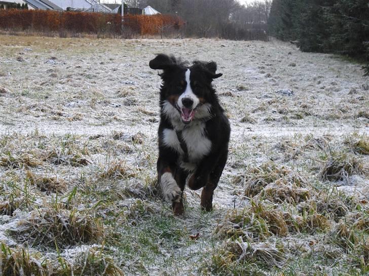 Berner sennenhund Viggo billede 3