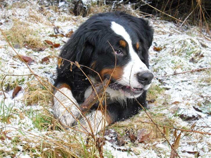 Berner sennenhund Viggo billede 4