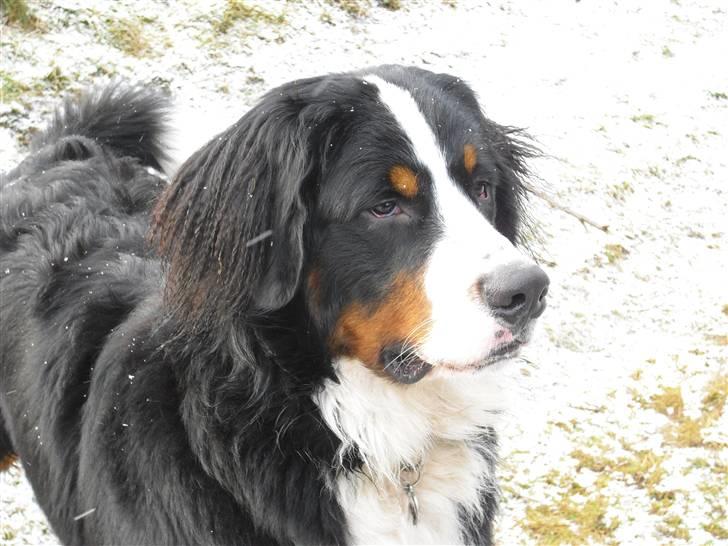 Berner sennenhund Viggo billede 5