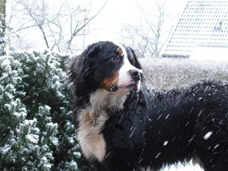 Berner sennenhund Viggo billede 6