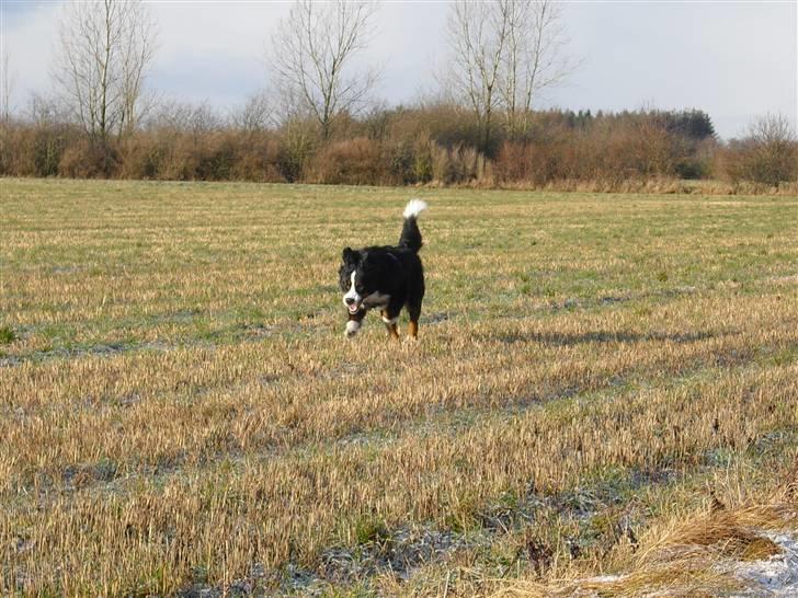 Berner sennenhund Viggo billede 7