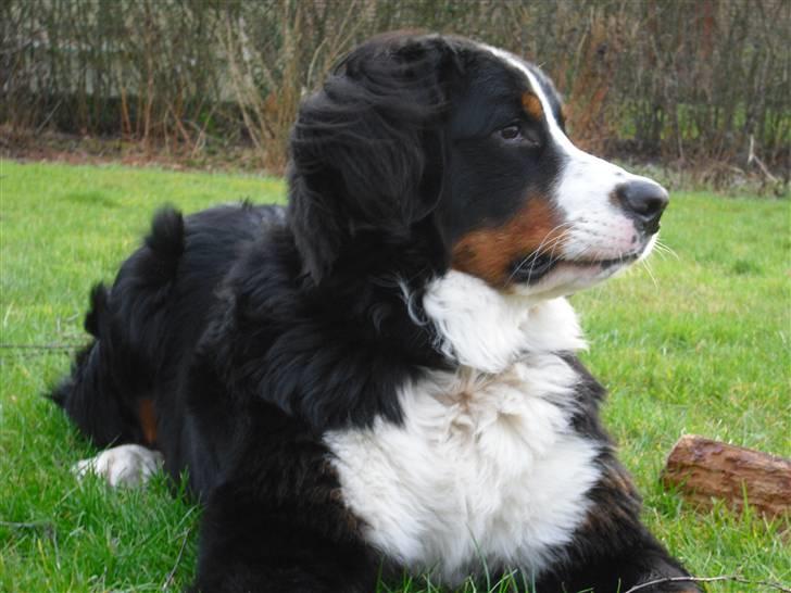 Berner sennenhund Viggo billede 8