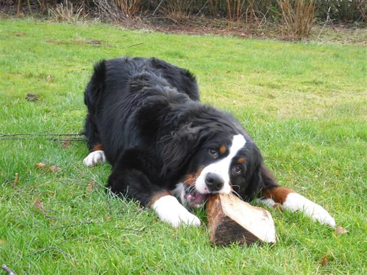 Berner sennenhund Viggo billede 9