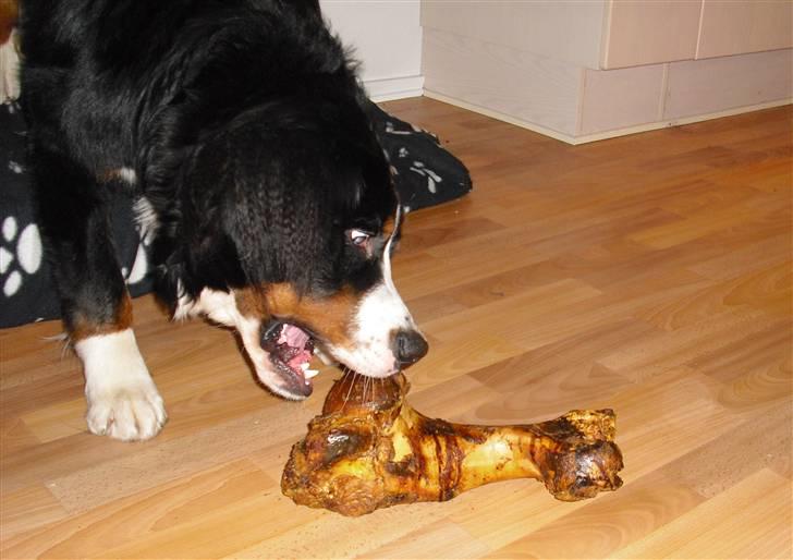 Berner sennenhund Viggo billede 10