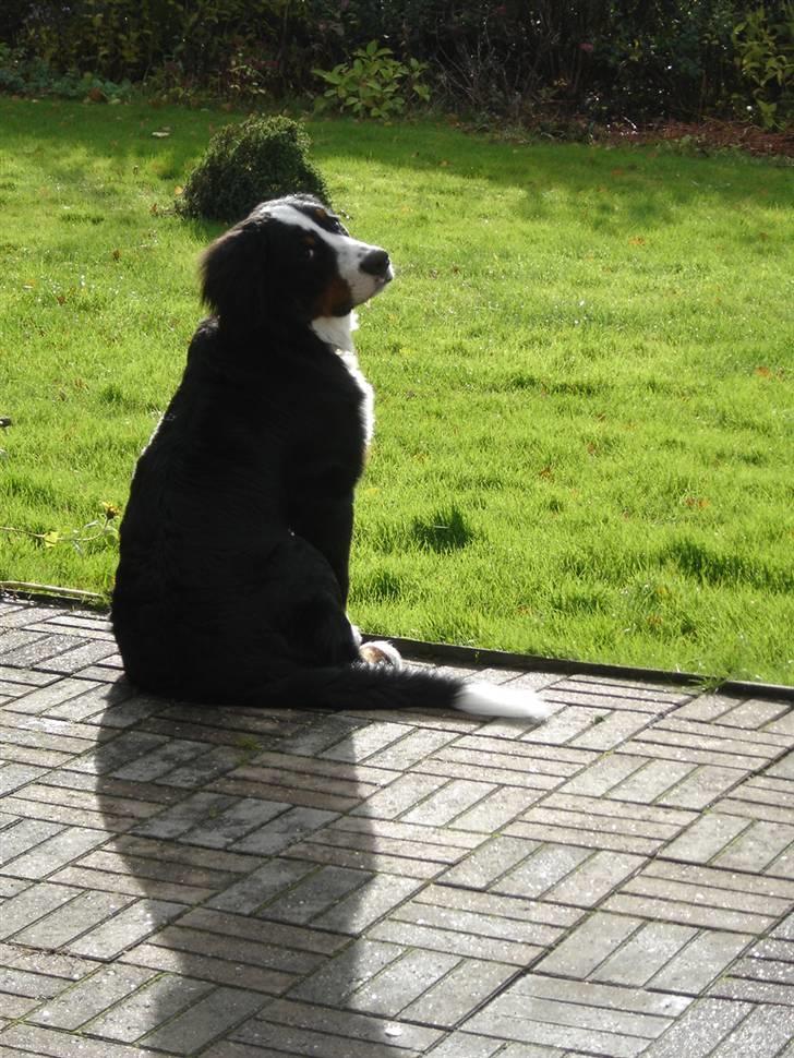 Berner sennenhund Viggo billede 11