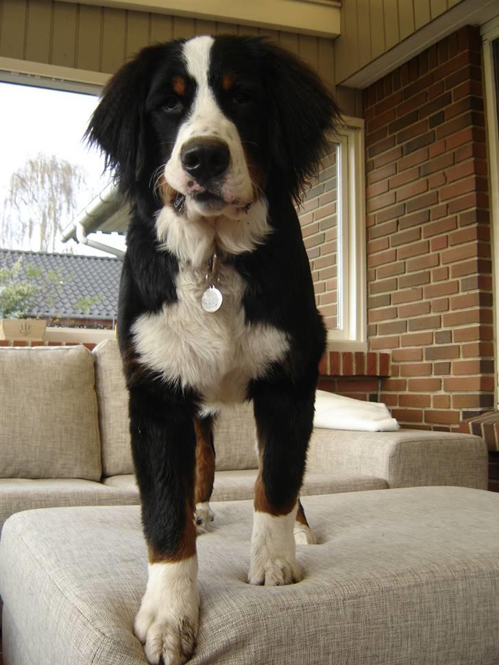 Berner sennenhund Viggo billede 12