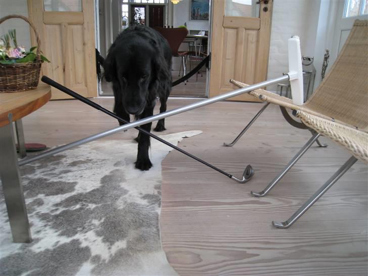 Flat coated retriever Smilla R.I.P <3.. - se bella jeg kan også springe kryds billede 13