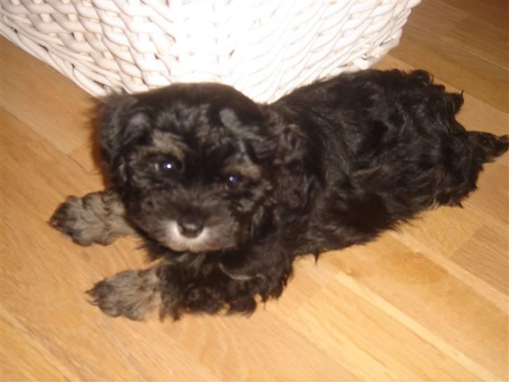 Bichon havanais soffi billede 1