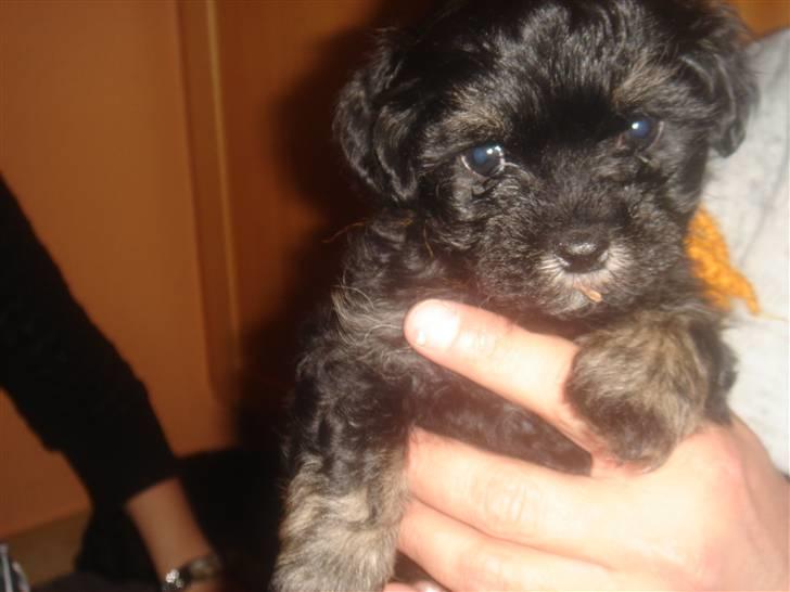 Bichon havanais soffi billede 2