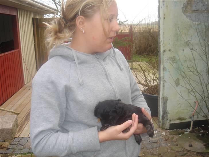 Bichon havanais soffi billede 3