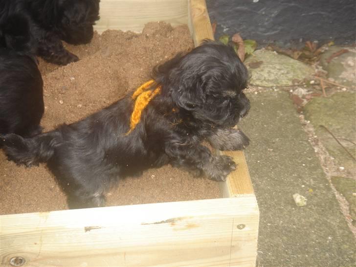 Bichon havanais soffi billede 4