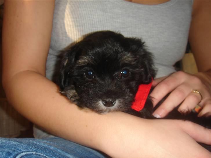 Bichon havanais soffi billede 5