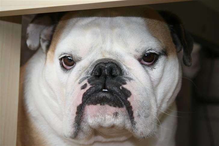 Engelsk bulldog Freja billede 9