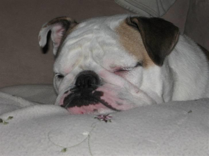 Engelsk bulldog Freja billede 10