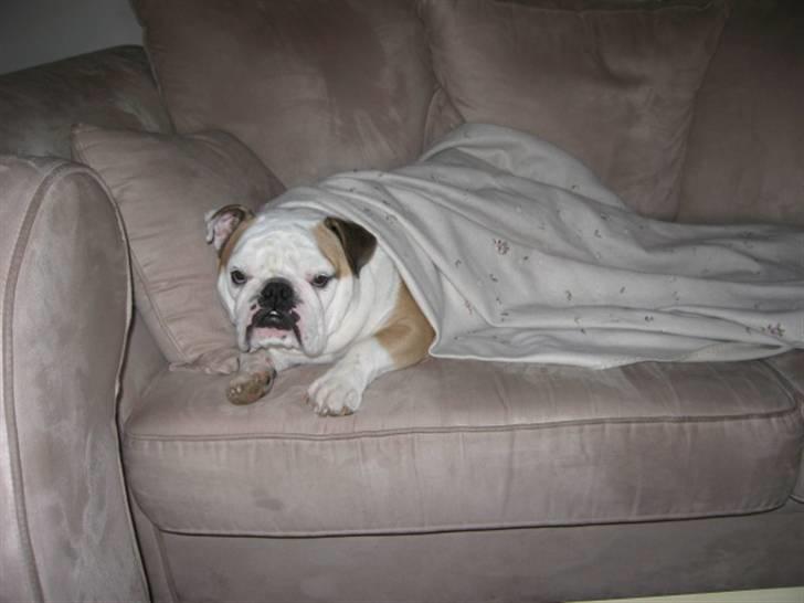 Engelsk bulldog Freja billede 11