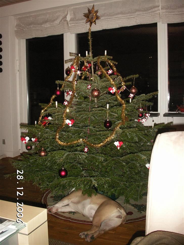 Engelsk bulldog Freja billede 12