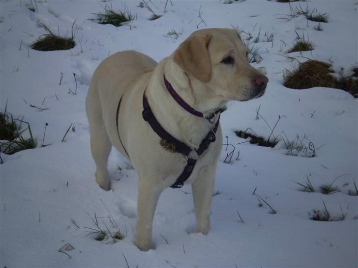 Labrador retriever Fie billede 14